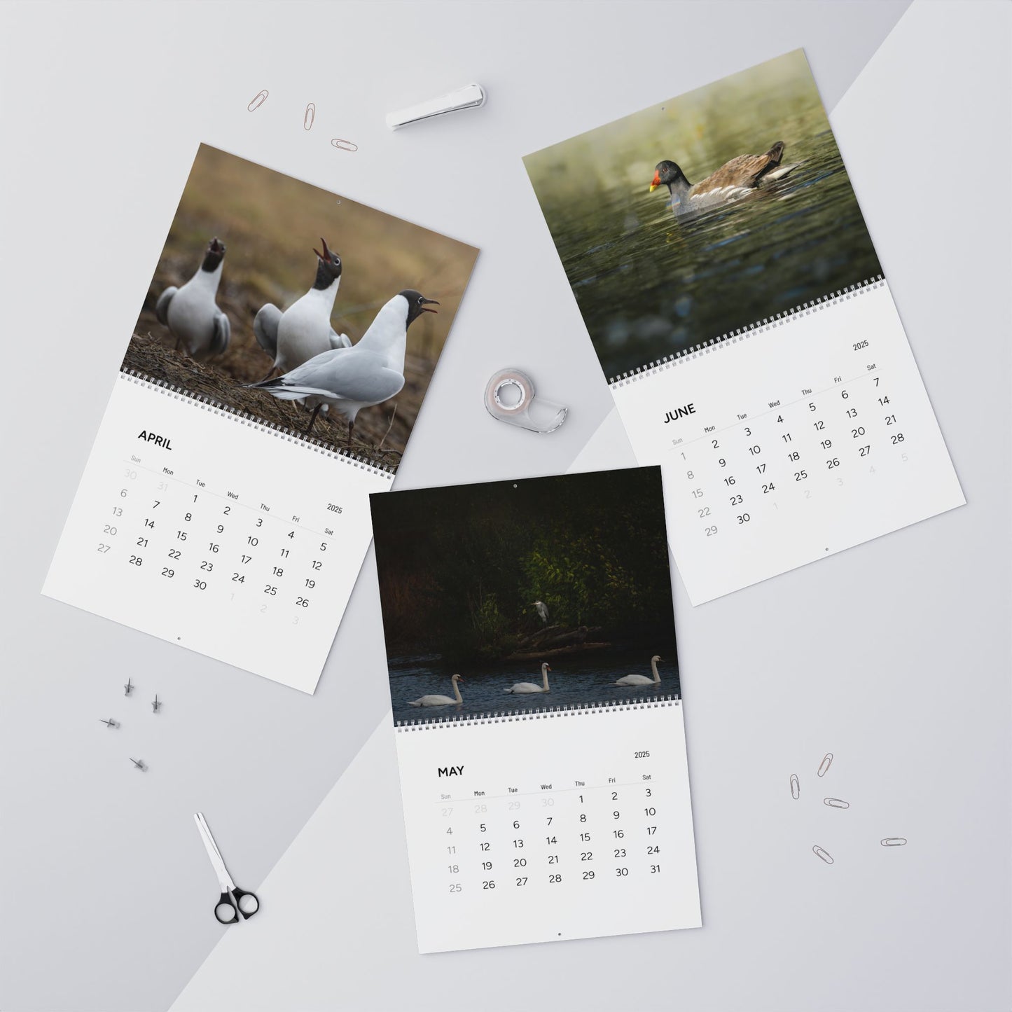 Birds of Oslo - 2025 Wall Calendar