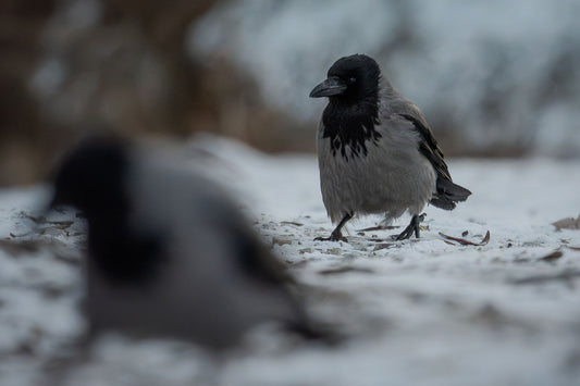 two hooded crows in the snow. the one in the foreground is out of focus, and the one in the background is running up to the one in front.