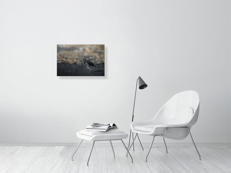 Walking juvenile fieldfare print (40x60cm) on a white brick wall.