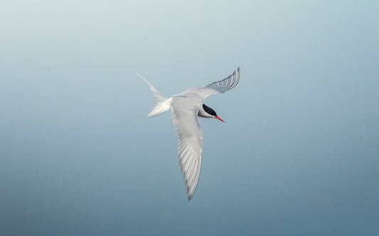 Arctic tern in flight, against a bright blue background.