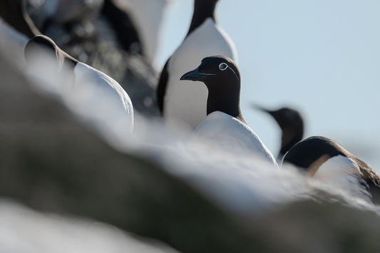 Group of common murres standing behind a rock, the middle one is a bridled common murre, with a white circle around his eyes.