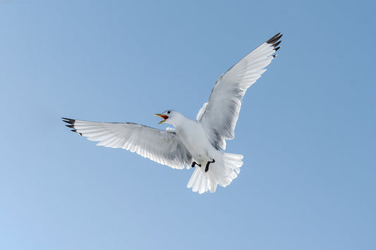 Black-legged kittiwake preparing for landing on the kittiwake hotel. The kittiwake is positioned directly above the camera, against a light bright blue sky, white wings spread out, black legs sticking out for landing, and beak wide open while shouting at their partner on the nest.