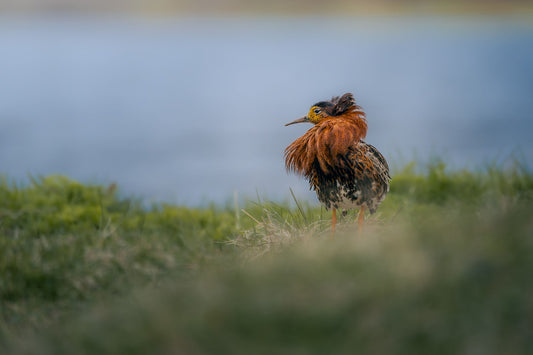 Male ruff with orange/brown neck feathers and yellow face, looking to the side of the screen with a stern expression. His belly feathers are a combo of white, black, and brown, and the feathers on his head are dark brown standing upwards. He's standing in grass, with a lake in the background.