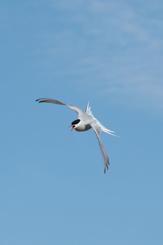 Arctic tern in flight, its red beak wide open. The tern has a white/light gray body, black band on top of the head, and sharp red beak. 