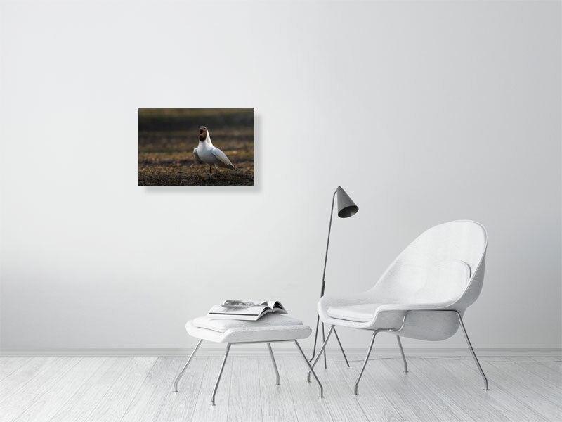 Large print of a black headed gull hanging against a white wall