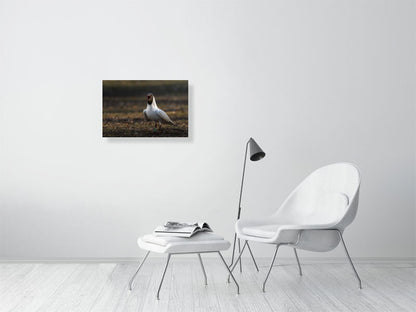 Large print of a black headed gull hanging against a white wall