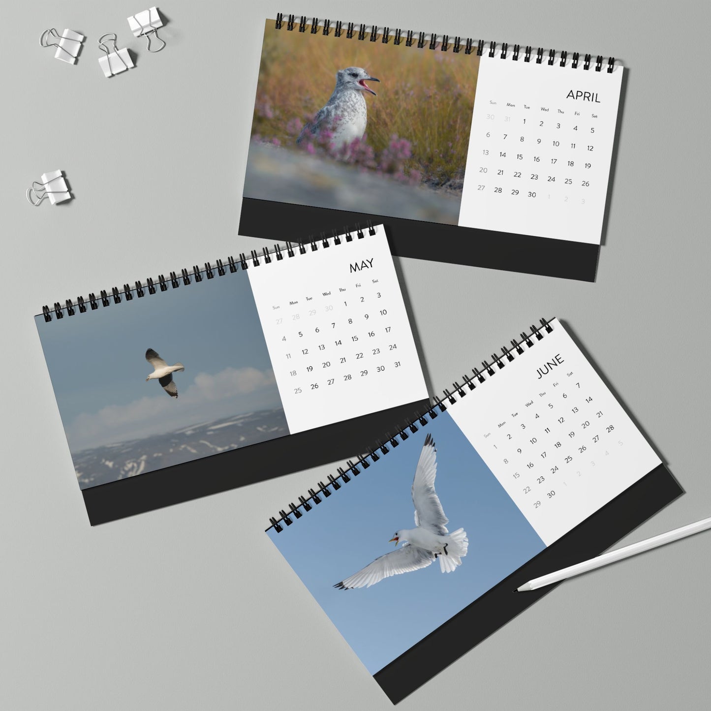 Gulls - 2025 Desktop Calendar