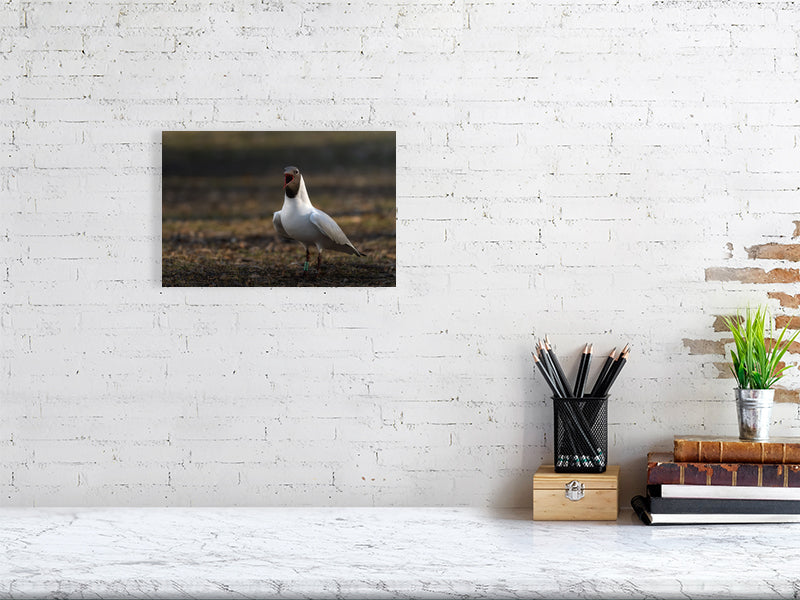 Small print of a black headed gull hanging against a white brick wall