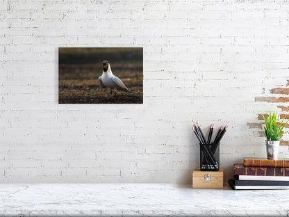 Small print of a black headed gull hanging against a white brick wall