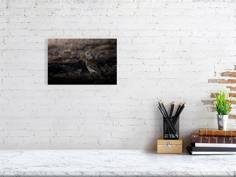 Adult foraging fieldfare print (20x30cm), hanging on a white wall