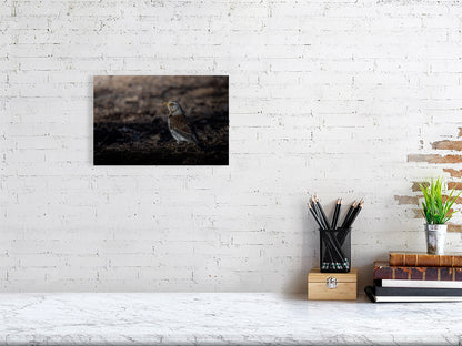 Adult foraging fieldfare print (20x30cm), hanging on a white wall
