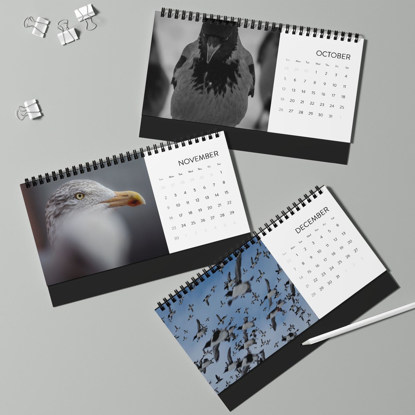 Favorite birds - 2025 Desktop Calendar