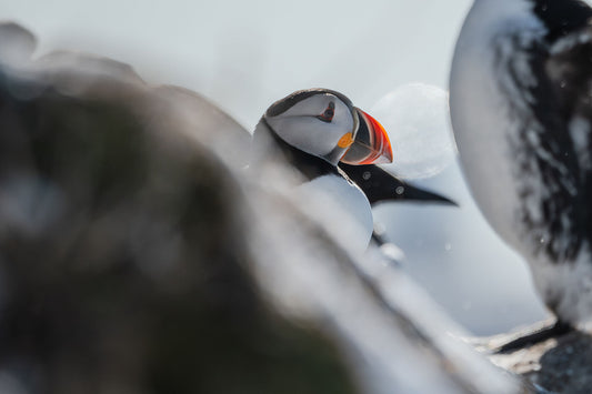 Atlantic puffin, a small auk with a white belly, black back, and colorful red beak with orange cheeks. There's an out of focus rock and out of focus murre in the foreground, and an out of focus murre and bokeh in the background.