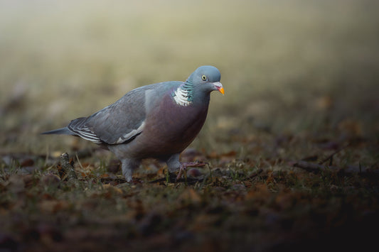 Wood pigeon walking through short green grass. The pigeon has a purple/brown belly, blue-ish gray head, green eyes, gray back. and white and green around the neck. Its beak is bright orange and red. The picture is taken at eye level, and the background and foreground are blurry, whereas the pigeon is in focus.