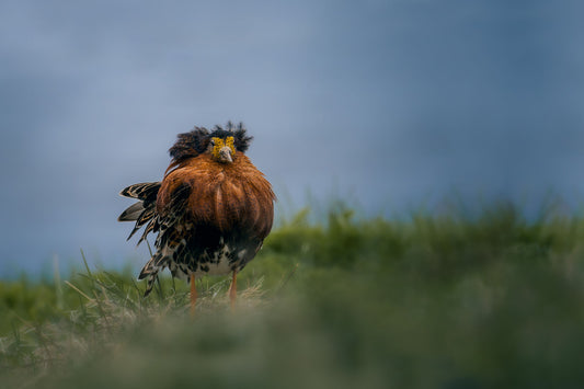 Male ruff with orange/brown neck feathers and yellow face, looking to the side of the screen with a stern expression. His belly feathers are a combo of white, black, and brown, and the feathers on his head are dark brown standing upwards. He's standing in grass, with a lake in the background.