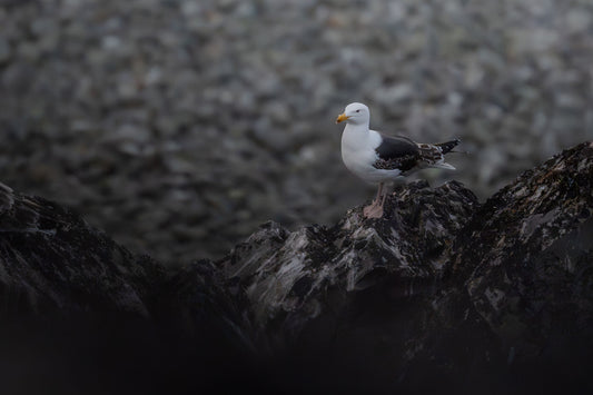 Near-adult great black-backed gull standing on a rocky coastline, blending in well with its environment. The GBBG is a large gull, with pink feet and black wings, and this individual still has some white/brown juvenile feathers left on the wings.