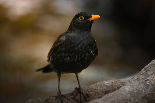 Portrait of a black bird standing on the root of a tree