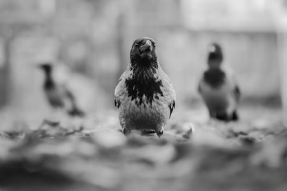 Black and white photograph of 3 hooded crows in an urban park. One crow is standing is standing in the middle of the frame, and is in focus, looking at the camera with a stern expression. There's a crow on his left and right, in the background and a bit out of focus, facing the camera as well. It looks as if the one in the front/middle is about to beat up the photographer, with two crows being his bodyguard in the background.