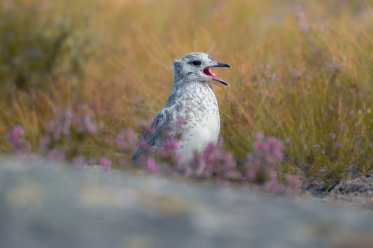 Common gull chick, sitting between pink flowers and green grass, shouting. The inside of its black beak has a similar pink color than the flowers around. The body of the gull is white, with gray specks all over, and still fluffy down feather on the face.