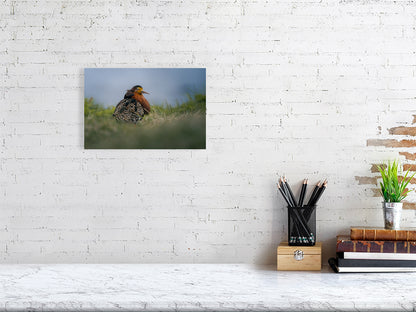 Ruff print on a white wall