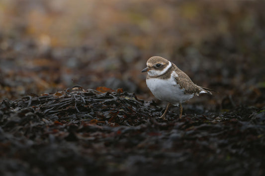 Common ringed plover standing in brown kelp. The plover is a small wading bird with a white belly, light brown back and head, and a white and dark brown ring around the neck. Its beak is orange and black. 