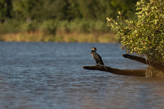 Cormorant perched on the base of a tree above a lake