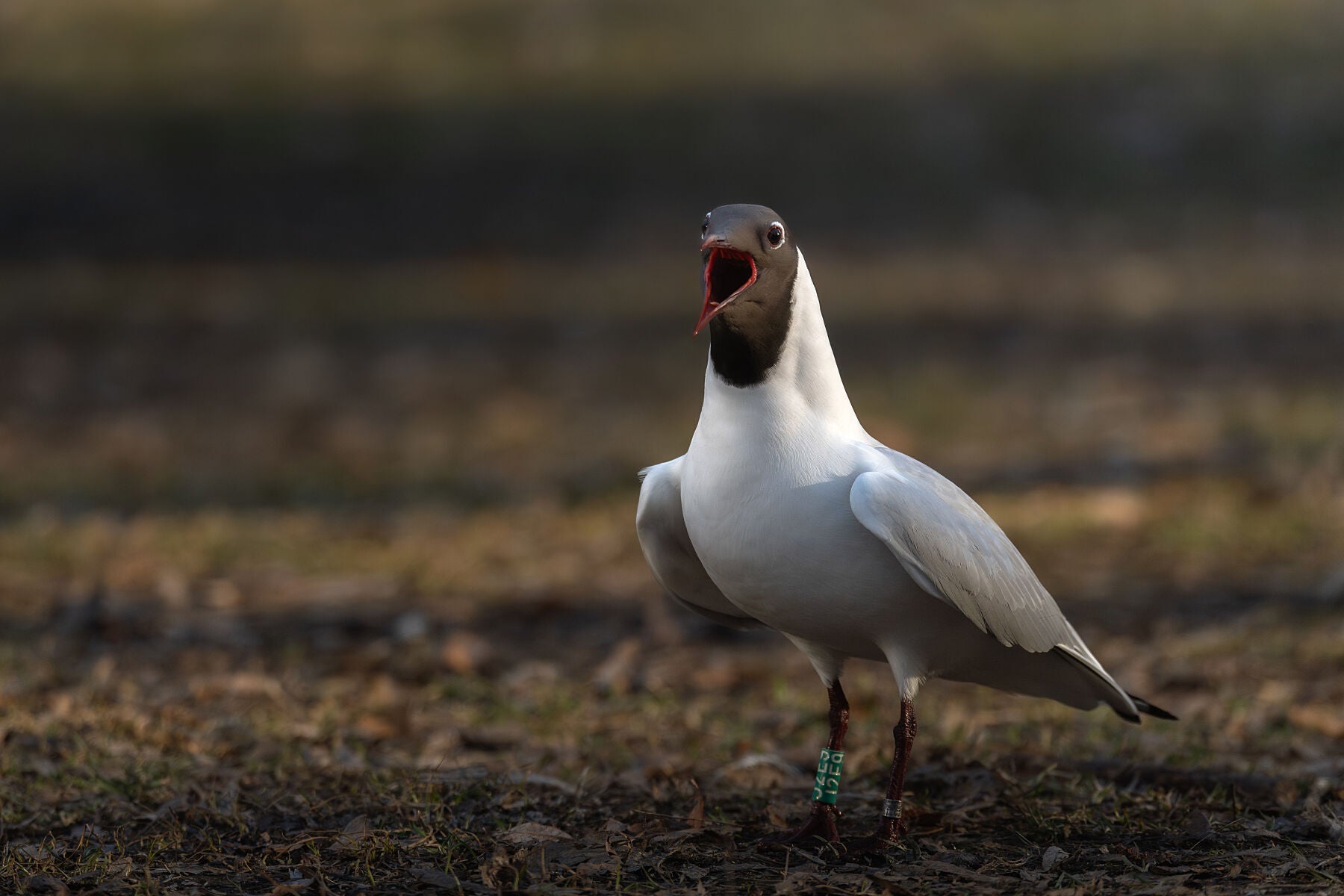 Black-headed gull with a green color ring with code J2E9 around the leg. The gull has his wings slightly tilted forward, and beak wide open.