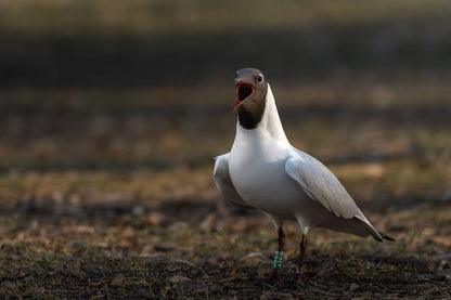 Black-headed gull with a green color ring with code J2E9 around the leg. The gull has his wings slightly tilted forward, and beak wide open.