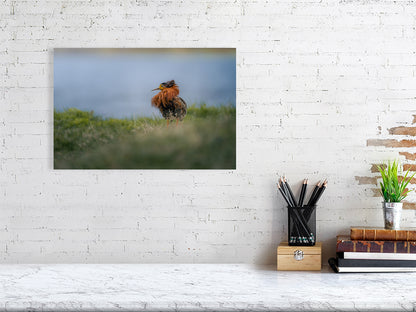 Ruff print on a white wall