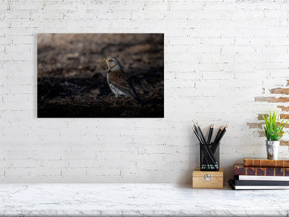 Adult foraging fieldfare print (30x45cm), hanging on a white wall