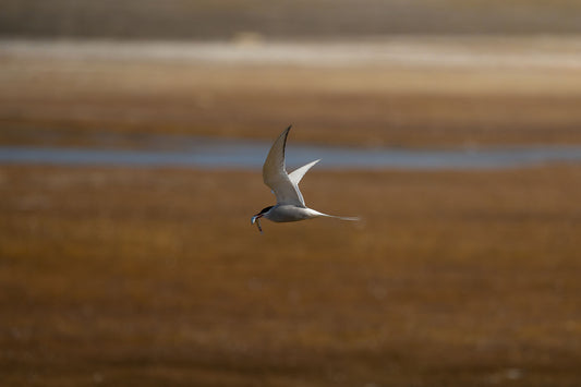 Arctic tern, with its wings upwards and a shiny fish in its red beak, flying right to left, with orange grassland and a blue river in the background.