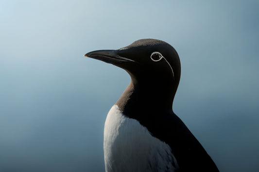 Portrait of a bridled common murre standing in front of a teal/blue blurry background (out of focus ocean), photographed from the chest up. The belly is white, the back and head are very dark brown (but look black), medium-sized sharp gray beak. Around its eye is a white circle and line, resembling glsses. The bird eye is in focus, along with tiny water droplets on top of the head. Light cimes from the left behind of the murre.