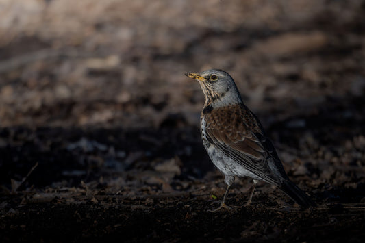 Adult fieldfare standing in the mud, looking towards the left of the frame, with some mud stuck on the beak.