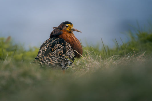 Male ruff with orange/brown neck feathers and yellow face, looking to the side of the screen with a stern expression. His belly feathers are a combo of white, black, and brown, and the feathers on his head are dark brown standing upwards. He's standing in grass, with a lake in the background.