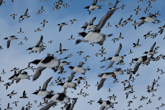 Hundereds of auks, mainly common murres (and a handful of puffins, razorbills, and gulls), flying past the camera. It's a blue sky with light clouds in the background, and the picture is taken with a telezoom lens, causing the birds in the foreground and background to be slightly in movement and out of focus.