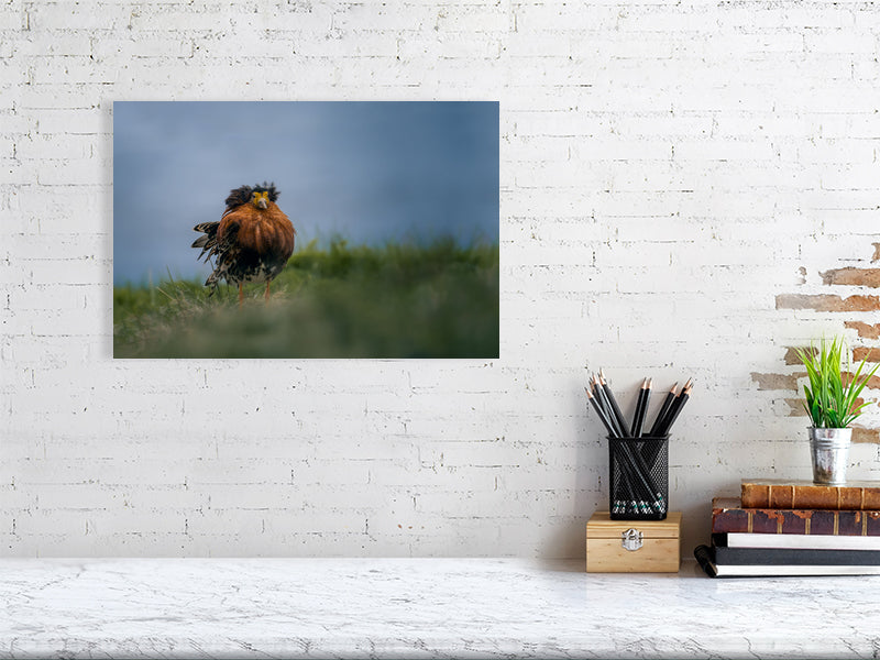 Ruff portrait on wall