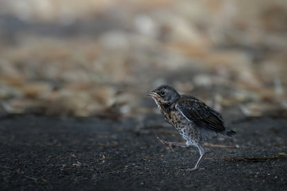 Juvenile fieldfare on the asphalt, with leaves in the background, taking a big step forward.