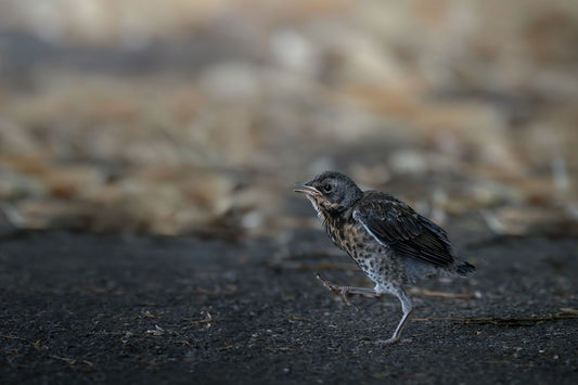 Juvenile fieldfare on the asphalt, with leaves in the background, taking a big step forward.