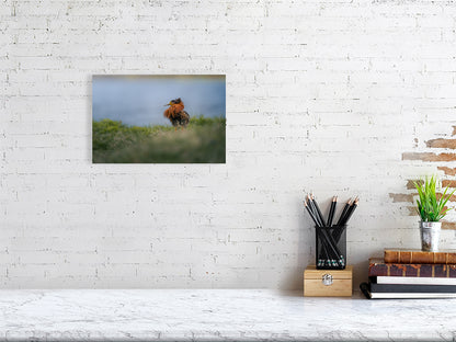 Ruff print on a whitwe wall