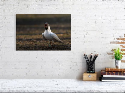 Large print of a black headed gull hanging against a white brick wall